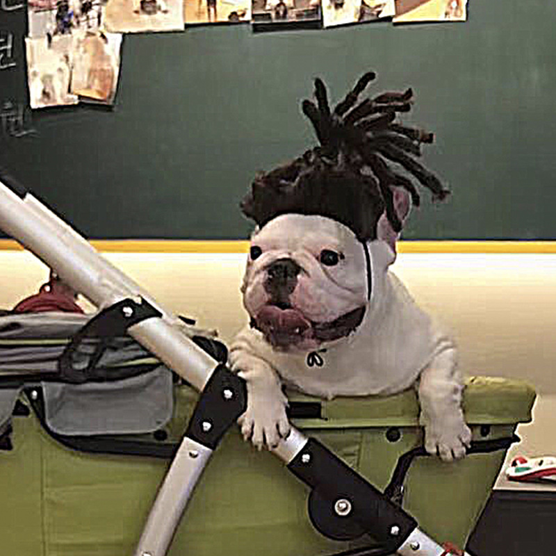 Fun Dog Wig with Adjustable Elastic Band